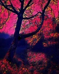 Crepúsculo.