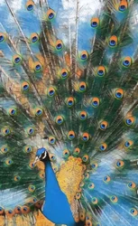 Pavo Real.