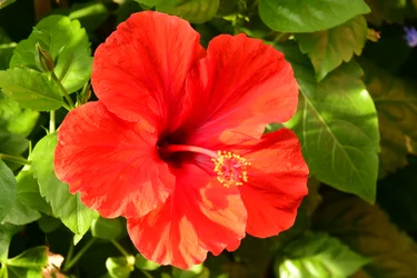Rosas fotografiadas sobre un fondo suave, natural y artístico.