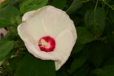 Rosas fotografiadas sobre un fondo suave, natural y artístico.