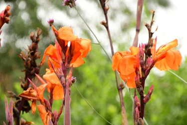 Rosas fotografiadas sobre un fondo suave, natural y artístico.
