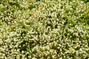 Arte floral al óleo