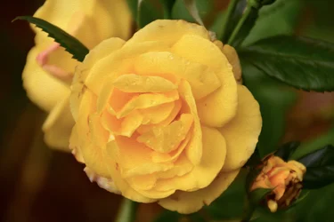 Arte floral al óleo