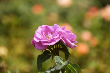 Arte floral al óleo