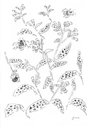 Estudio sobre los abejorros y las flores silvestres