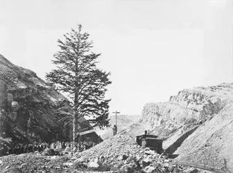Árbol de las mil millas, paso de Wilhelmina