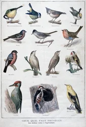 Aves útiles en la agricultura, 1896