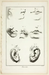 Diseño: Anatomía facial de la Encyclopédie