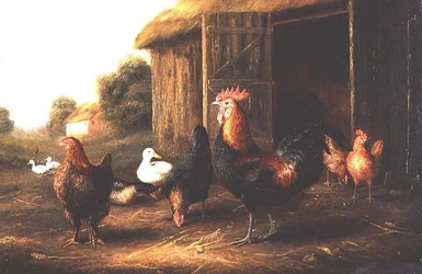 Gallinas y patos en un corral