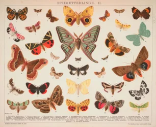 Mariposas. II.