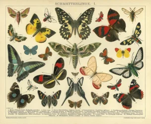 Mariposas. I.