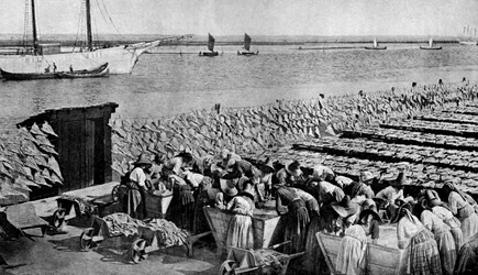 Cantidades de bacalao secándose al sol en Aveiro, en la desembocadura del Vouga, Portugal, c1930s