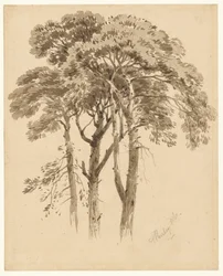 Estudio de tres pinos