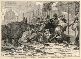 Rescatando a la rinoceronte hembra del hielo