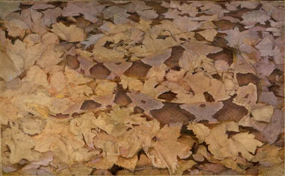 Copperhead Snake on Dead Leaves, estudio para el libro Concealing Coloration in the Animal Kingdom
