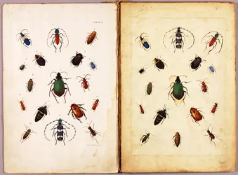 INSECTOS - Escarabajos de colores, paisaje, carpeta de estudios para el libro Concealing Coloration in the Animal Kingdom