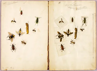 Insectos - coloreados, carpeta de estudios para el libro Concealing Coloration in the Animal Kingdom