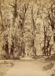 México. Bosque de Chapultepec, cerca de México