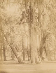 México. Bosque de Chapultepec, cerca de México