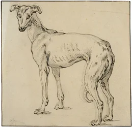 Galgo
