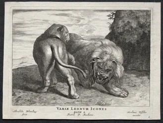 varios leones