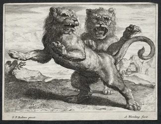 varios leones