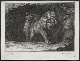varios leones