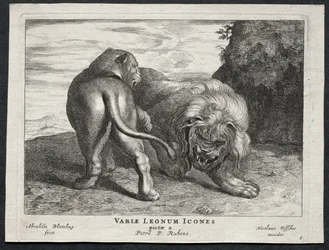 Varios leones