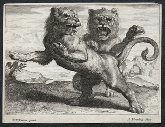 Varios leones