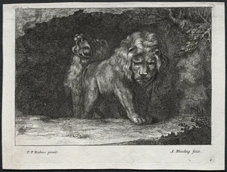 Varios leones