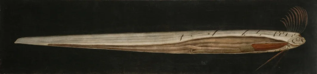 Anatomía interna del pez cinta, Cullercoats