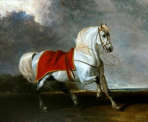 Caballo gris ensillado asustado por una tormenta, llamado 