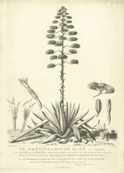 Aloe americano floreciente, 1757 El Aloe Americano de Clusius, o el Agave de Linnaeus (...) Habiendo Florecido en el Verano del Año 1757 por Jac: Schuurmans Stkehooven, Florista en Leiden (título sobre objeto)