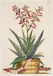 Aloe Vera Costa Spinosa, de 