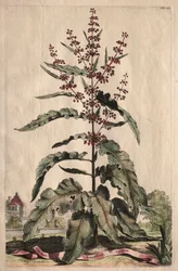 Phytographia Curiosa:  Lapathum Longifolium Crispum