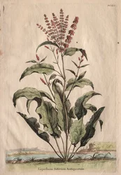Phytographia Curiosa:  Lapathum Sativum Antiquorum