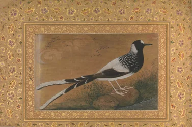 Cola manchada, folio del Álbum de Shah Jahan, recto: ca. 1610-15, verso ca. 1540