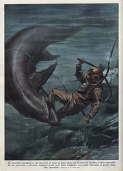 Un buzo japonés con un escafandro fue devorado por un tiburón en el Océano Pacífico. Ilustración de Achille Beltrame de 