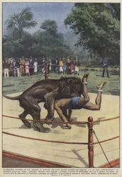 En el zoológico de Los Ángeles, en América, tuvo gran éxito un combate entre un león