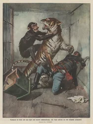 Domador en lucha con un tigre no domesticado, que es salvado por un chimpancé