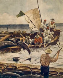 Pesca extraordinaria de atún rojo en la Isla Piana, Cerdeña, por Achille Beltrame, de La Domenica del Corriere, 30 de junio de 1900