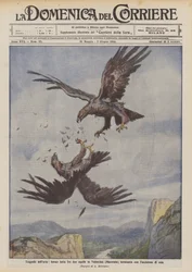 Tragedias del aire, feroz lucha entre dos águilas en Valnerina (Macerata) terminada con la muerte de una