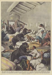 Una manada de osos hambrientos entró en pleno día en un hospital de Jakovlevka