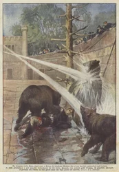 Un drama en la Fosa de los osos, en Berna