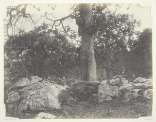 Bosque y rocas, Fontainebleau