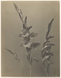 [Gladiolo]