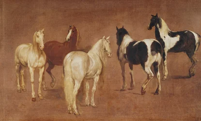 Estudio de cinco caballos