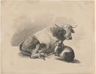 Vaca y cabra acostadas