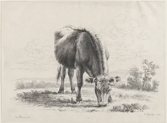 Vaca pastando
