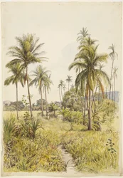 Palmeras, Colima